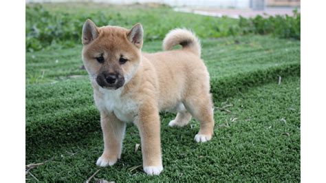 It's also free to list your available puppies and litters on our site. Allevamento e vendita cane Shiba inu a Bari e Matera