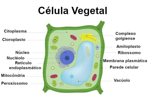 Células Vegetais Características Organelas Funções