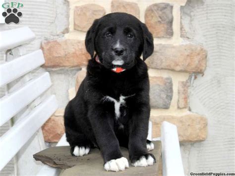 Dezeree Labernese Puppy For Sale Here From Paradise Pa