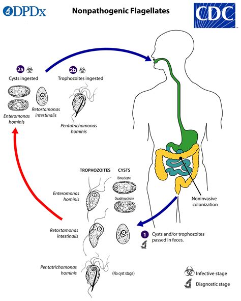 Giardia Ciclo De Vida