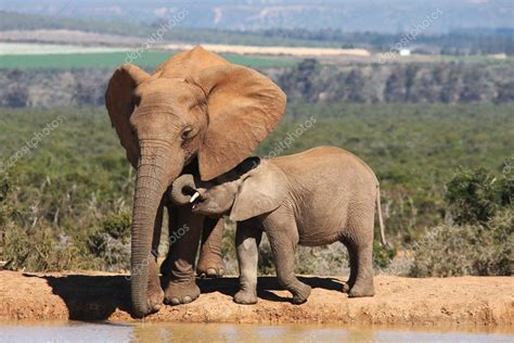 Elephant Mother And Baby — Stock Photo © Fouroaks 2273456