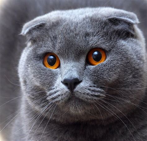10 Kitty Closeups For National Cat Day Cat Scottish Fold Scottish