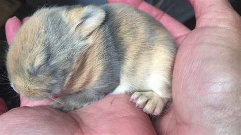 Baby Netherland Dwarf Rabbit Day 1 To Day 28 Youtube