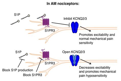 Figures And Data In The Signaling Lipid Sphingosine 1 Phosphate