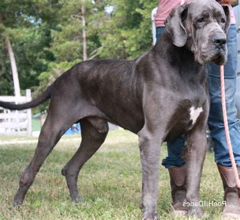 Blue merle great dane puppies for sale. European Blue Great Dane Puppies Sale | PETSIDI