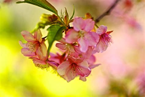 Wallpaper Flower Pink Cherry Blossom Spring Branch Flora Plant