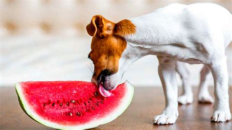 ¿pueden Los Perros Comer Fruta ¡te Contamos Cuáles Wakyma