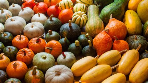 15 Types Of Squash That Are Easy To Grow