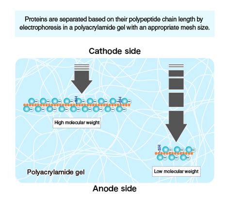 The Principle And Method Of Polyacrylamide Gel Electrophoresis Sds