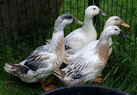 Ducks come in every color, shape, pattern, and size you can imagine. Welsh Harlequin | Welsh harlequin duck, Duck breeds ...