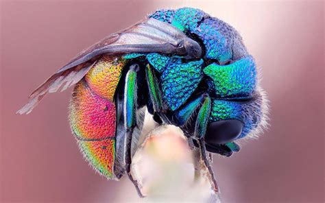 10 Most Beautiful And Colorful Insects In Nature Wow Amazing