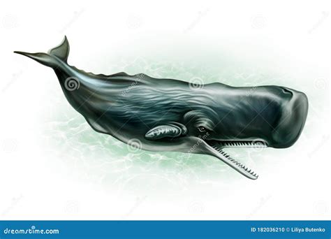 Drawing A Sperm Whale Telegraph