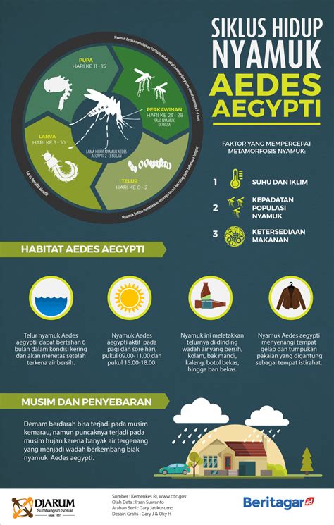 Poster Tentang Nyamuk Aedes Gambaran