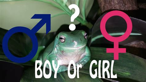 how to determine the gender of a frog