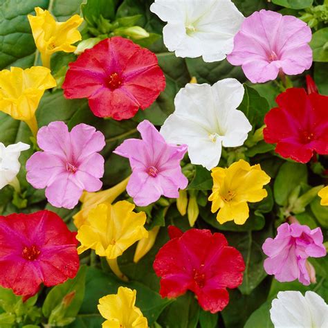 It grows to approximately 0.9 m in height. Van Zyverden Four O Clock's Mirabilis Jalapa Mixed Bulbs ...