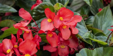 25 Best Red Flowers For Gardens Perennials And Annuals With Red Blossoms