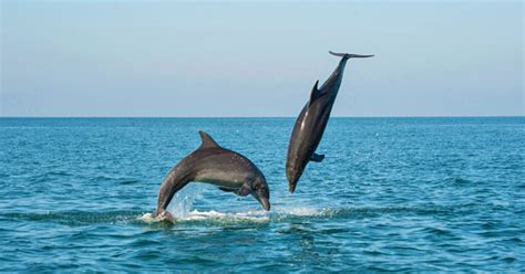 Dolphins Snorkeling And Sea Turtles Tour Puerto Vallarta