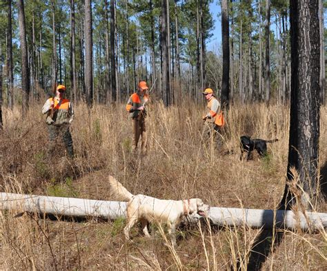 The Best Public Land Quail Hunting In North Carolina Is Likely On The