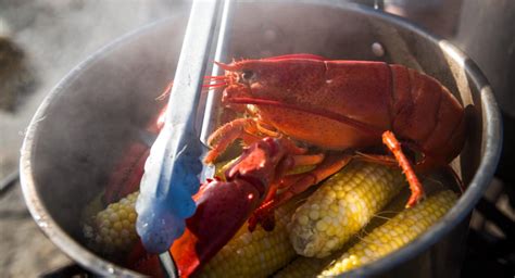 amendment to uk legislation would ban boiling lobsters alive undercurrent news