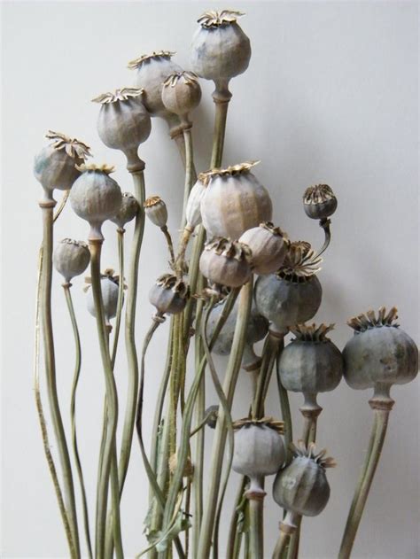 Poppies take a long time to establish. dried seed heads for flower arranging uk - Google Search ...