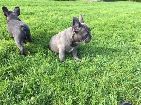 Browse thru our id verified puppy for sale listings to find your perfect puppy in your area. French Bulldog Puppies For Sale | Oregon City, OR #255518