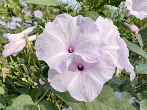 Morning Glory Flower In Nature Garden Stock Image Image Of Blooming