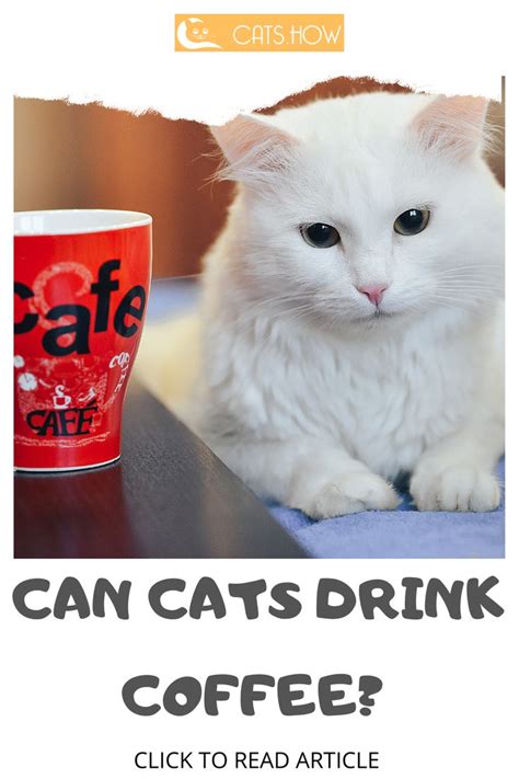 What Happens If Cats Drink Coffee Cat Drinking Coffee Drinks Cat