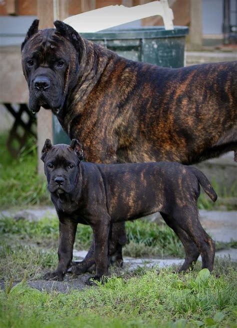 Timeline Photos Royal Cane Corso Giant Dog Breeds Dog Breeds Cane