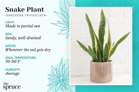 Snake Plant Care And Growing Guide