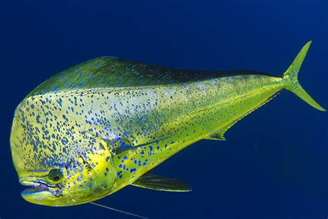 What is mahi mahi fish. Mahi mahi (Coryphaena hippurus) pictoral | The World of ...