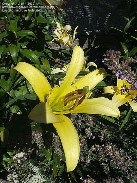 Plantfiles Pictures Oriental Trumpet Lily Ot Hybrid Orienpet Lily