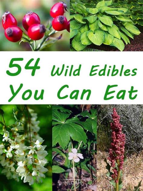 The Art Of Foraging 54 Wild Edibles You Can Eat New Life On A