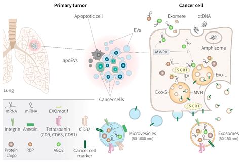 The Biology Of Extracellular Vesicles And Their Role In Cancer