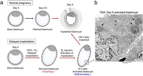 Mouse Embryo Implantation