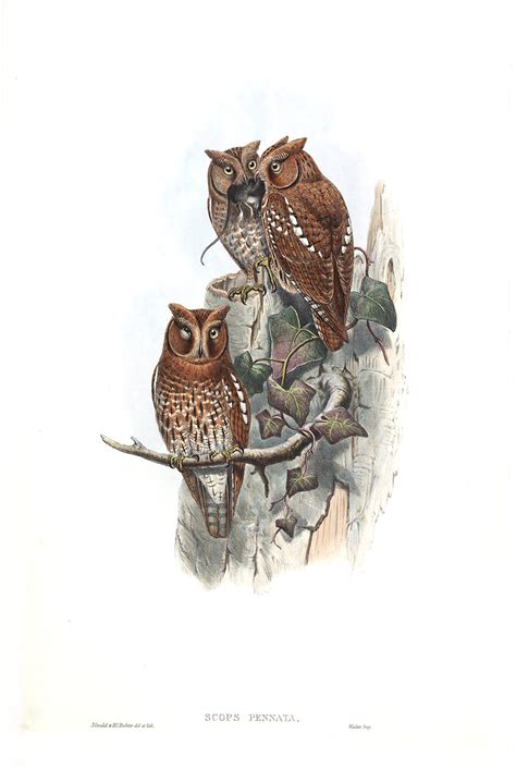Gould Birds Of Asia I 13 Indian Scops Owl