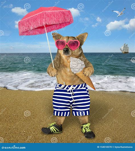 Dog In Shorts On The Beach Stock Photo Image Of Ship 154518370