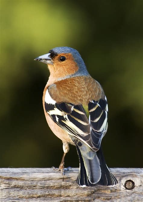 Vogel, vögel, zwei blaue und gelbe vögel des kurzen schnabels, tiere, schnabel png. Finken - Wikipedia