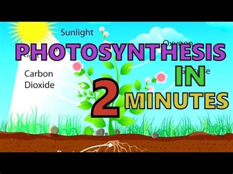 Gcse Biology Photosynthesis Explained In Minutes Reaction And Rate Limiting Factors Youtube