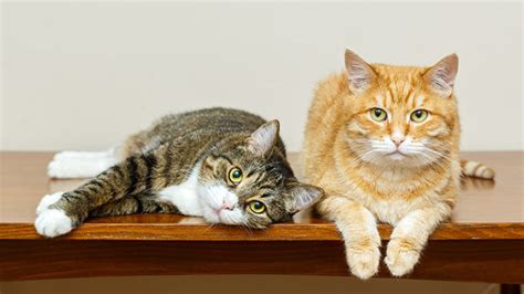 Informaci N Sobre Los Gatos Dom Sticos Y Sus Razas Con Fotos
