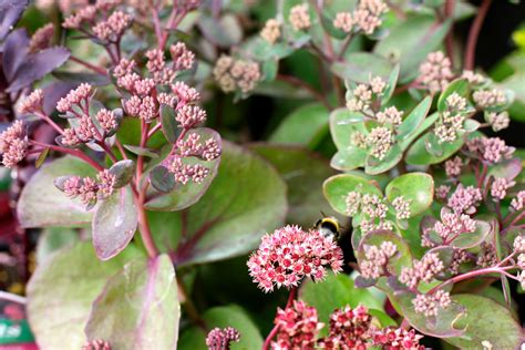 Boasting garden views, rose cottage features accommodation with a garden and a patio, around 1.2 miles from victoria street. Sedum spectabile 'Matrona' - Gorgeous flat heads of rose ...