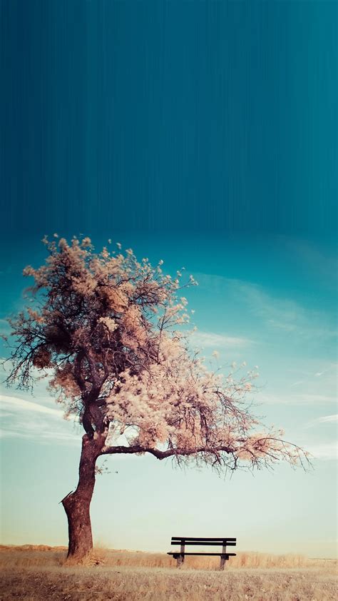 Tree Bench Smartphone Hd Wallpapers ⋆ Getphotos