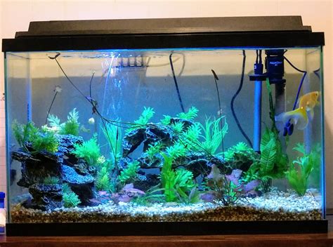 Guppy Fish Tank Best Information And Guide