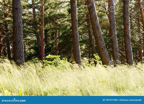 Scots Or Scotch Pine Pinus Sylvestris Trees In Evergreen Coniferous