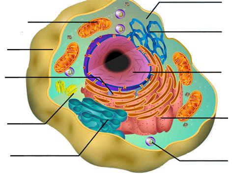 A diagram of an animal and human cell. preview_html_59615c41.png - ClipArt Best - ClipArt Best