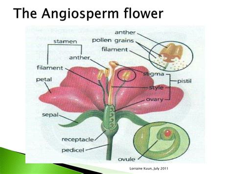Ppt Flowers As Reproductive Structures Powerpoint Presentation Free