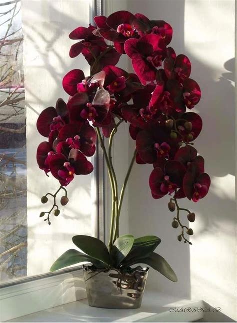 Create A Garden To Remember With This Useful Advice Orchid Flower Arrangements Red Orchids