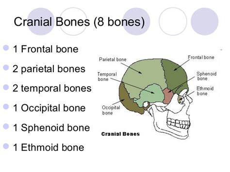 The cranium and the face. Skull, neck and muscle