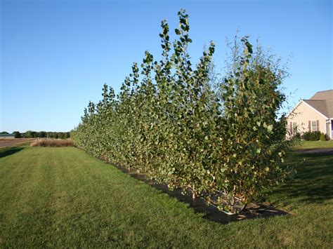 Best Trees To Plant For Privacy Creating Privacy In Your Outdoor Space Best Tree Shrub Choices