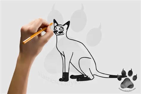 Draw A Siamese Cat 7 Step Easy Guide