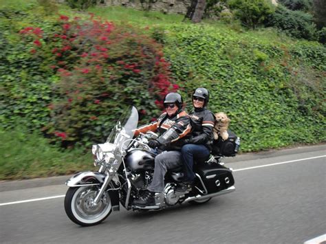 Because motorcycle pet carriers are becoming more popular, the 'additional features' are becoming more prominent. Is this the Ultimate Pet Carrier? - Harley Davidson Forums